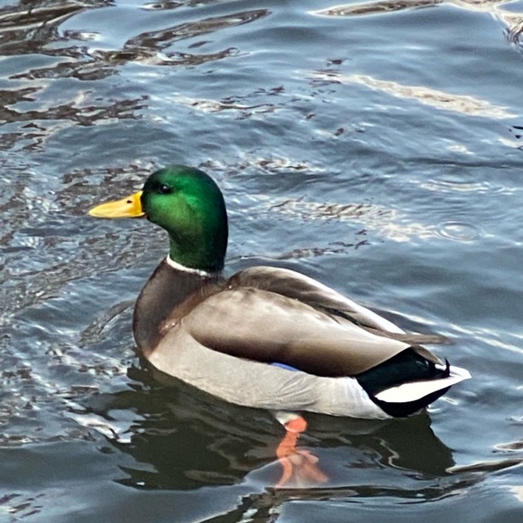 Meet your Posher, Mehrangez - Picture 2 of 2